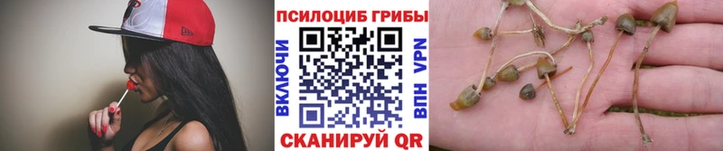 дарнет шоп Тосно Галлюциногенные грибы Psilocybe